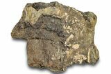 Dinosaur (Triceratops) Bone Section - Montana #307082-1